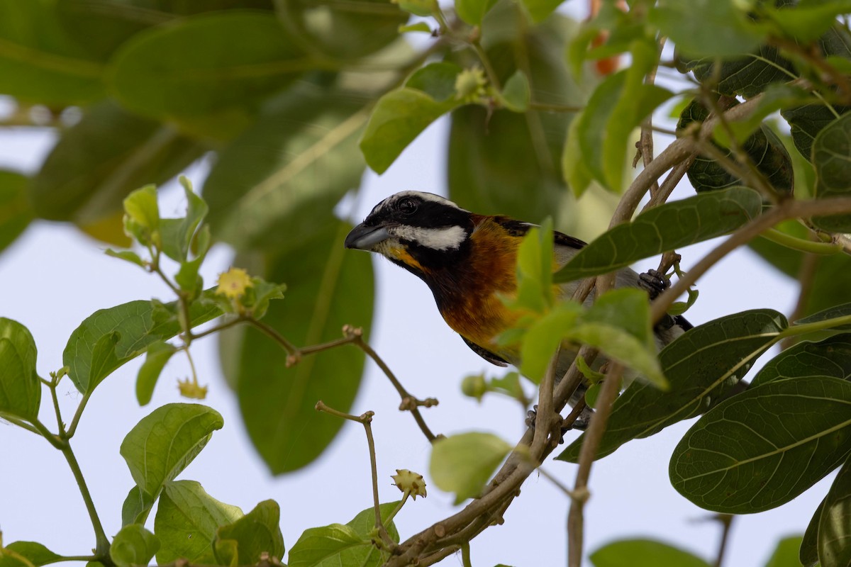 Western Spindalis (Cozumel I.) - ML638251198