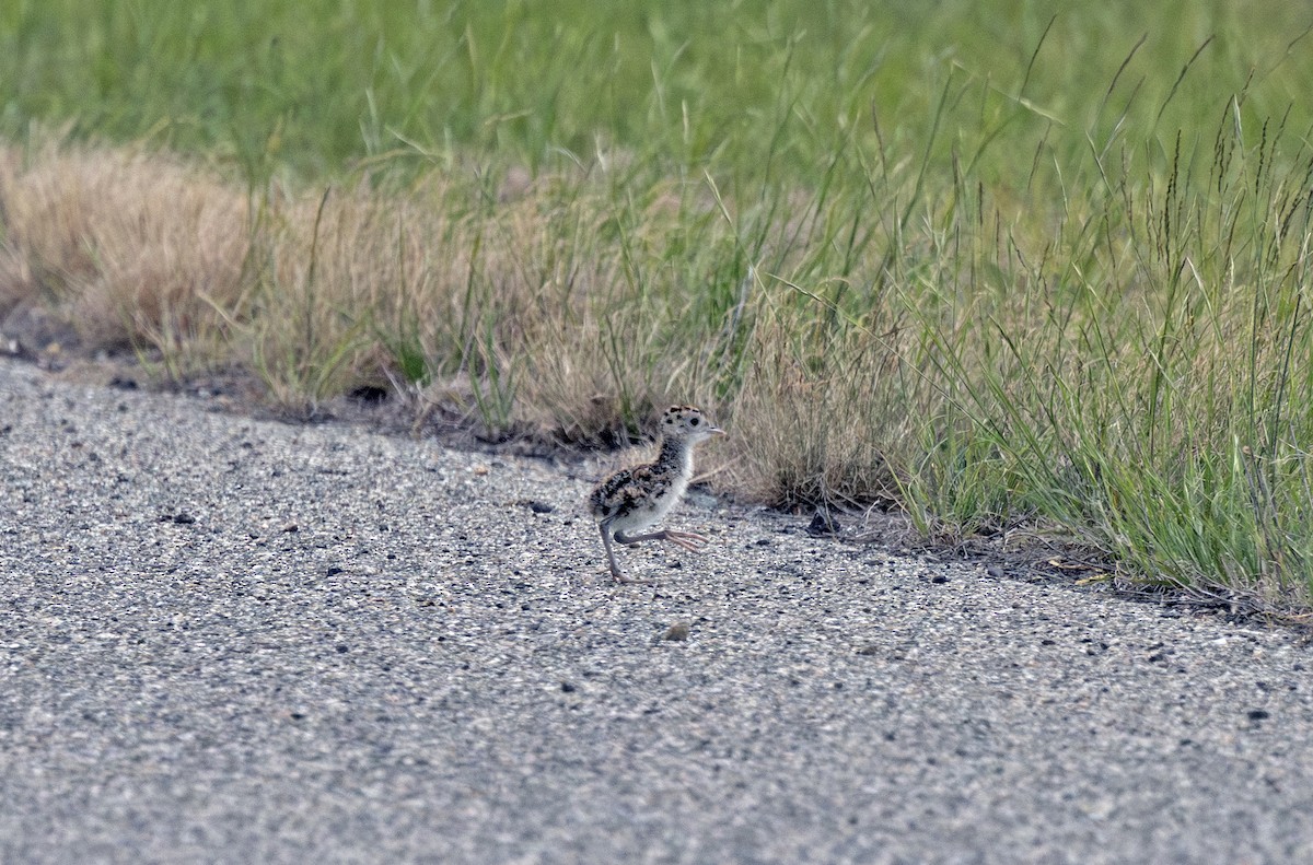 Upland Sandpiper - ML638251199