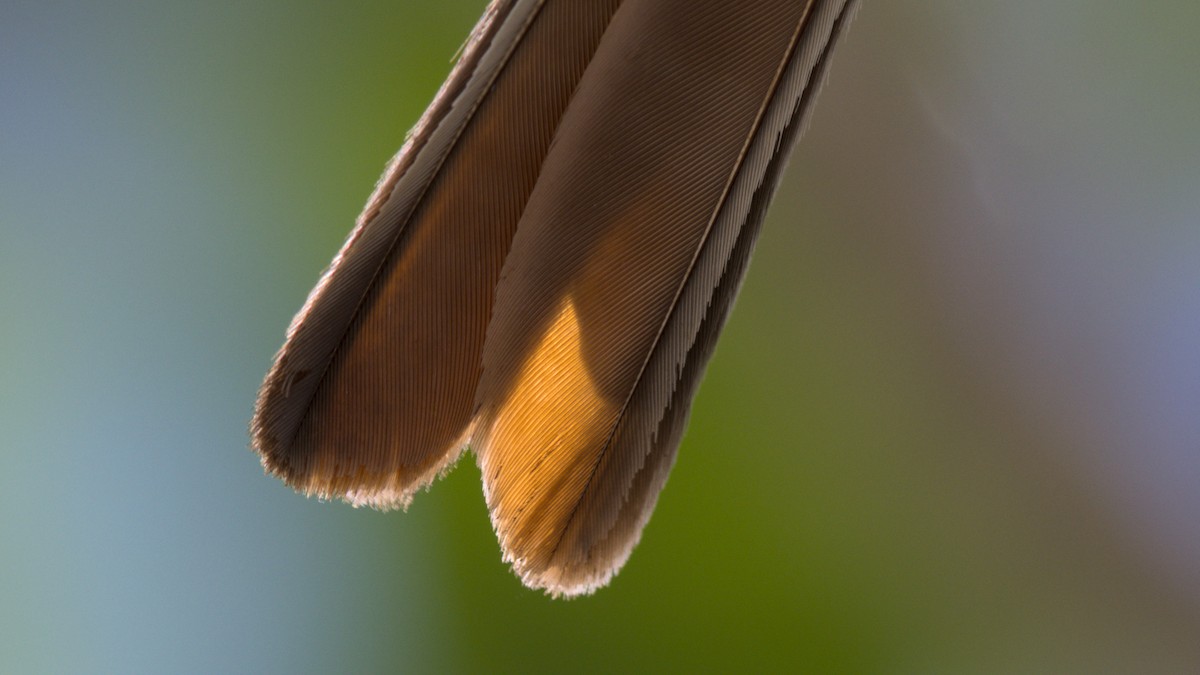 Myiarchus sp. - ML638251220