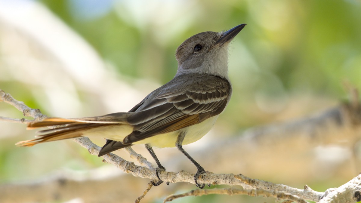 Myiarchus sp. - ML638251221