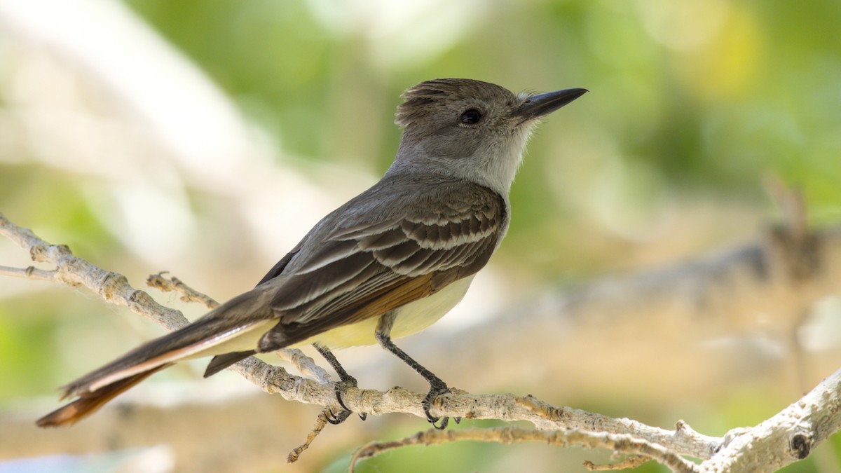 Myiarchus sp. - ML638251222