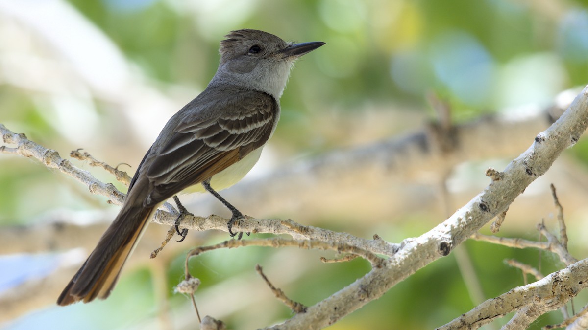 Myiarchus sp. - ML638251223
