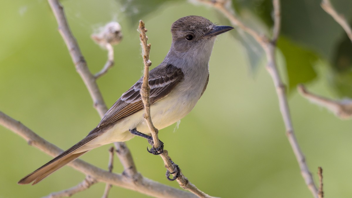 Myiarchus sp. - ML638251224
