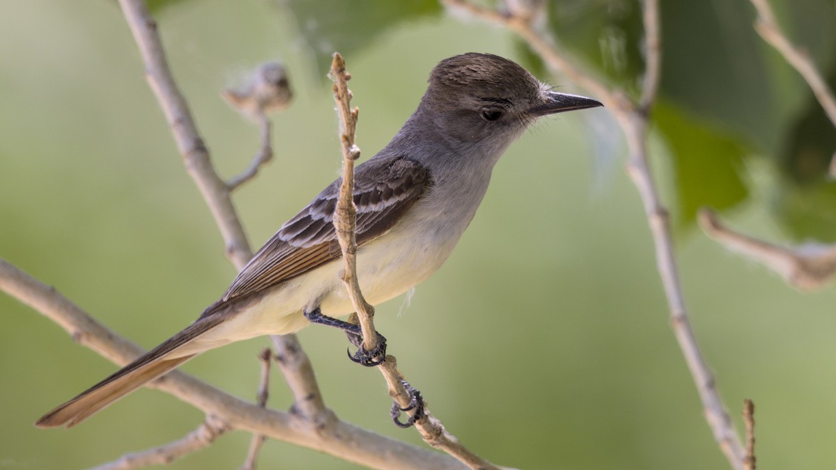 Myiarchus sp. - ML638251225