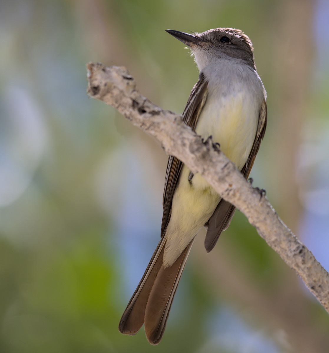 Myiarchus sp. - ML638251226