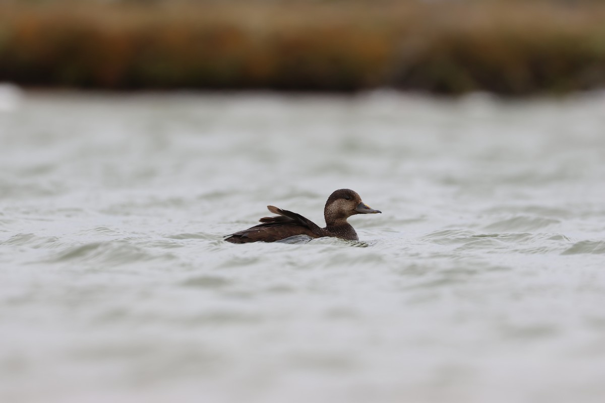 Black Scoter - ML638251232