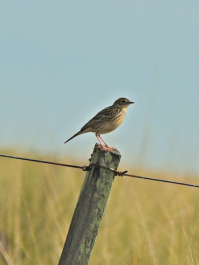 Hellmayr's Pipit - ML638251251