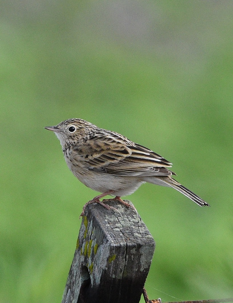 Hellmayr's Pipit - ML638251252