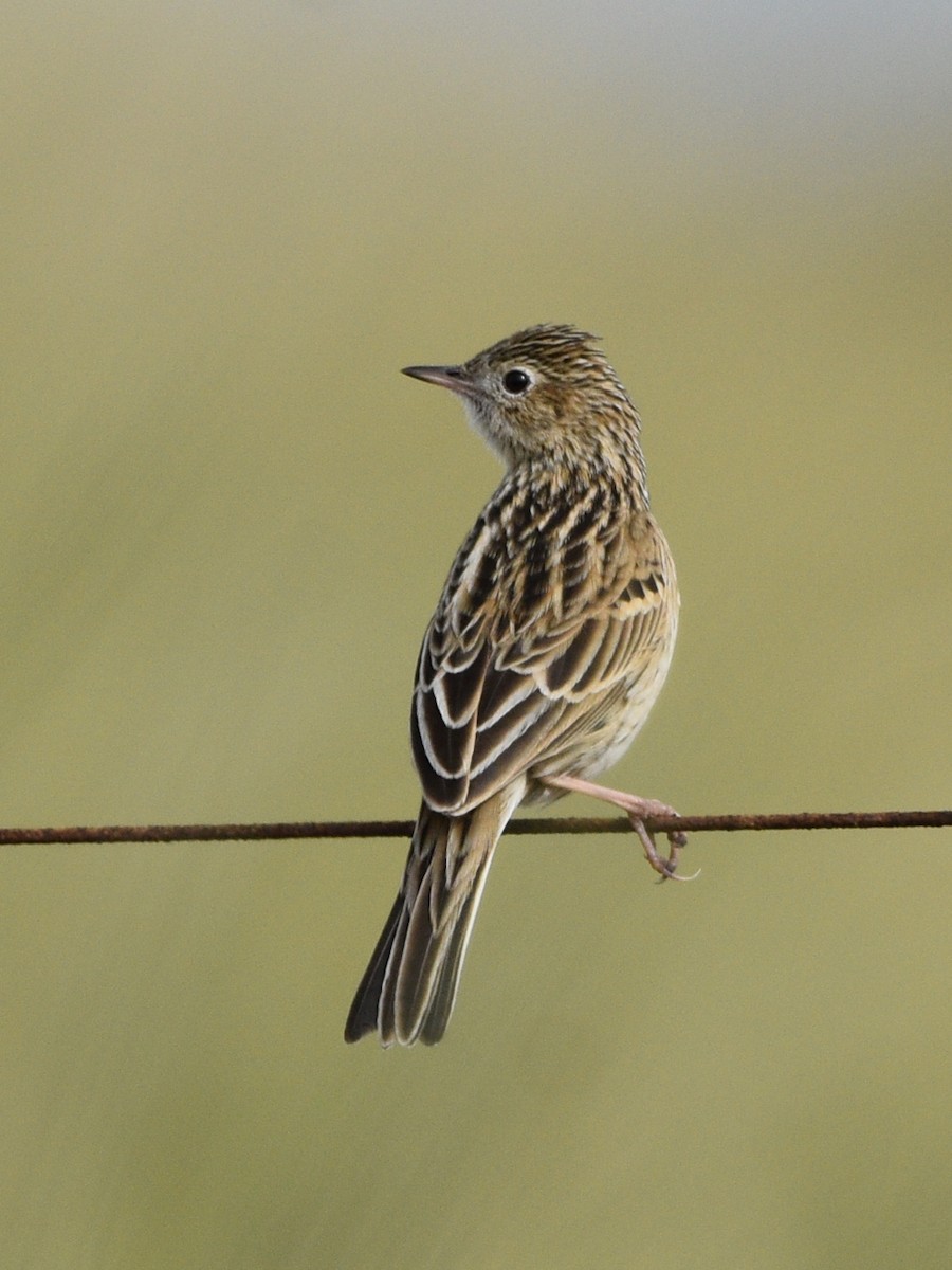 Hellmayr's Pipit - ML638251253