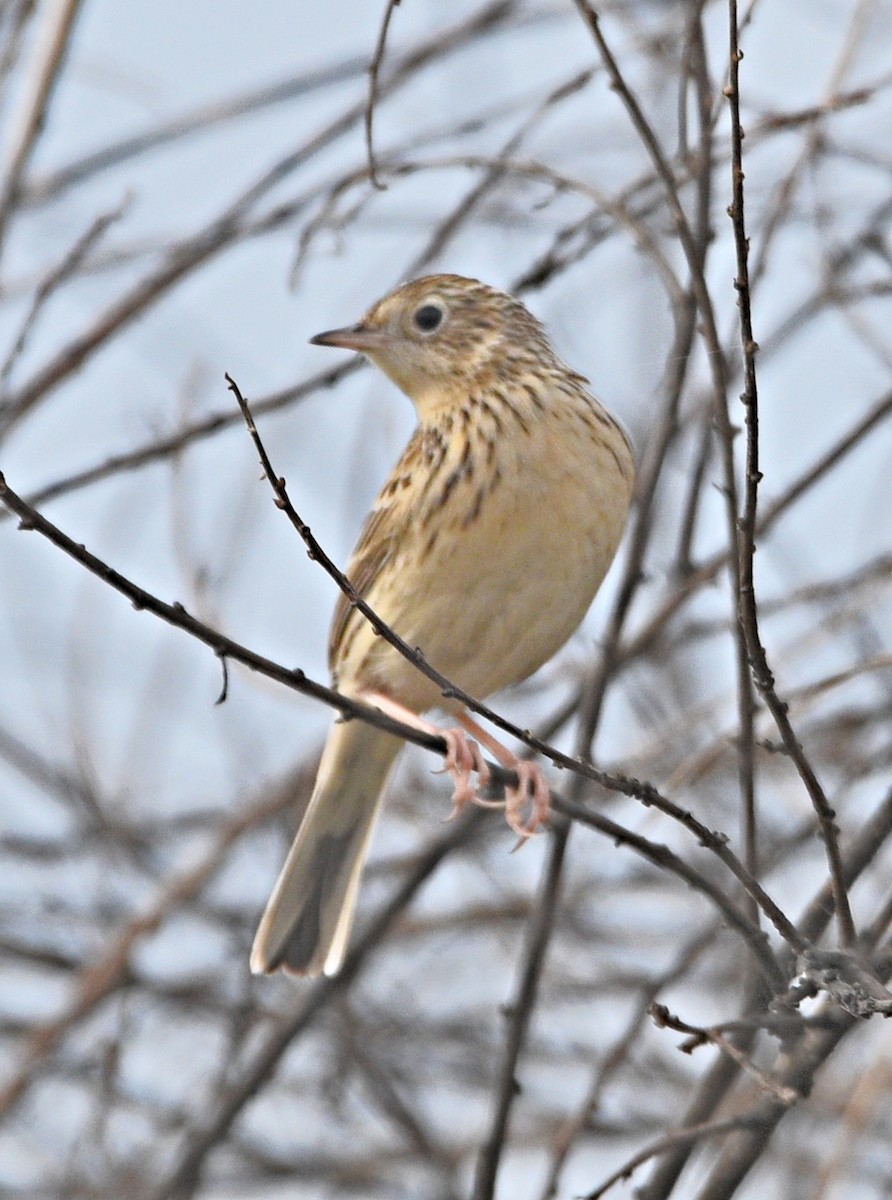 Hellmayr's Pipit - ML638251254