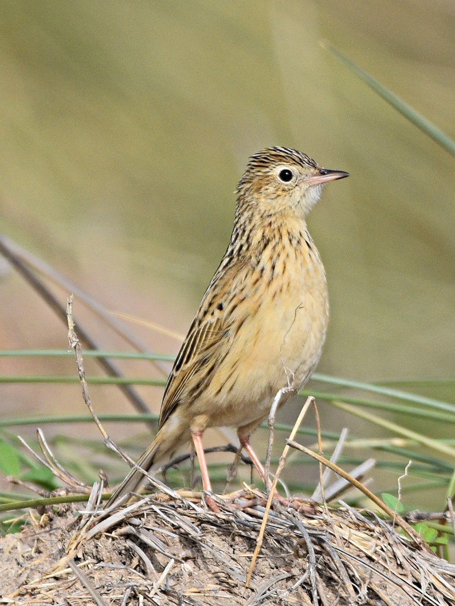 Hellmayr's Pipit - ML638251255