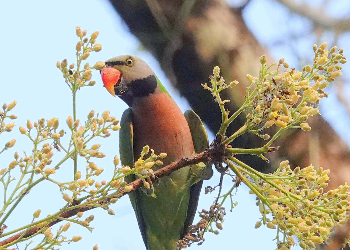 Red-breasted Parakeet - ML638251257