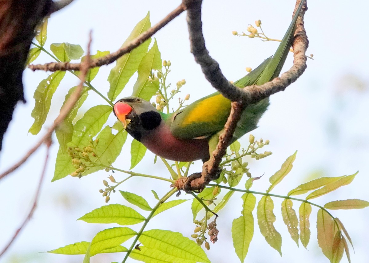 Red-breasted Parakeet - ML638251258