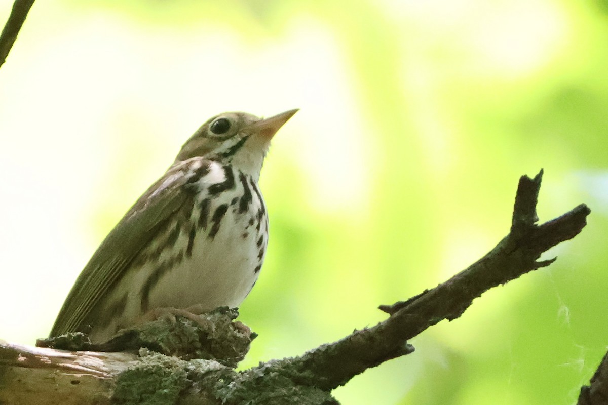 Ovenbird - ML638251261