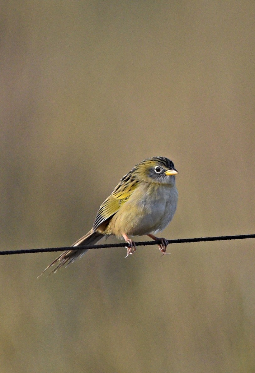 Lesser Grass-Finch - ML638251277