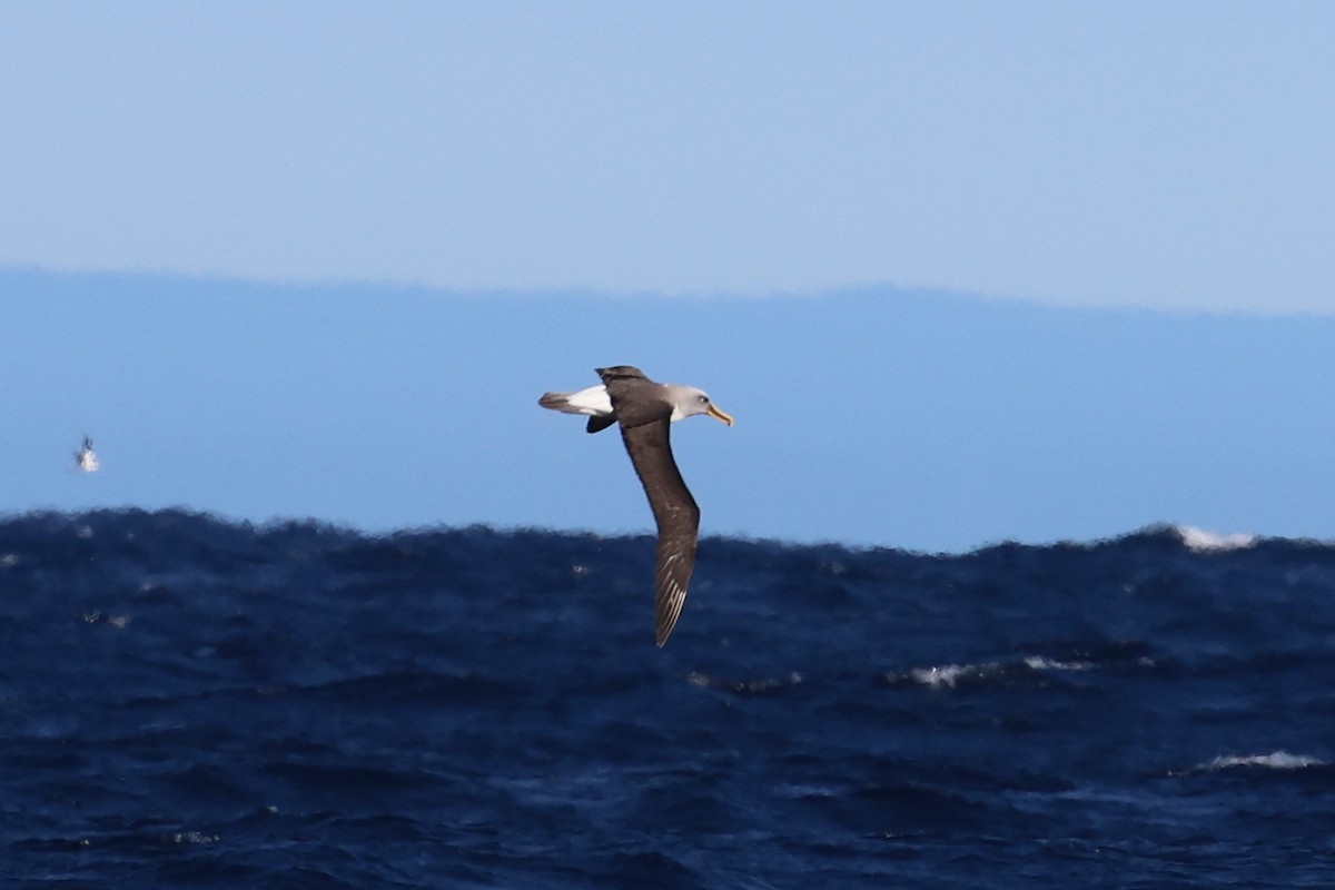 Buller's Albatross - ML638251279