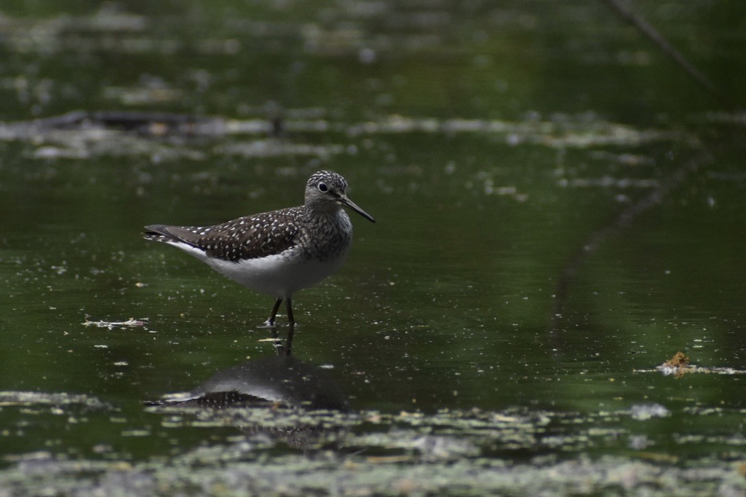 Solitary Sandpiper - ML638251284