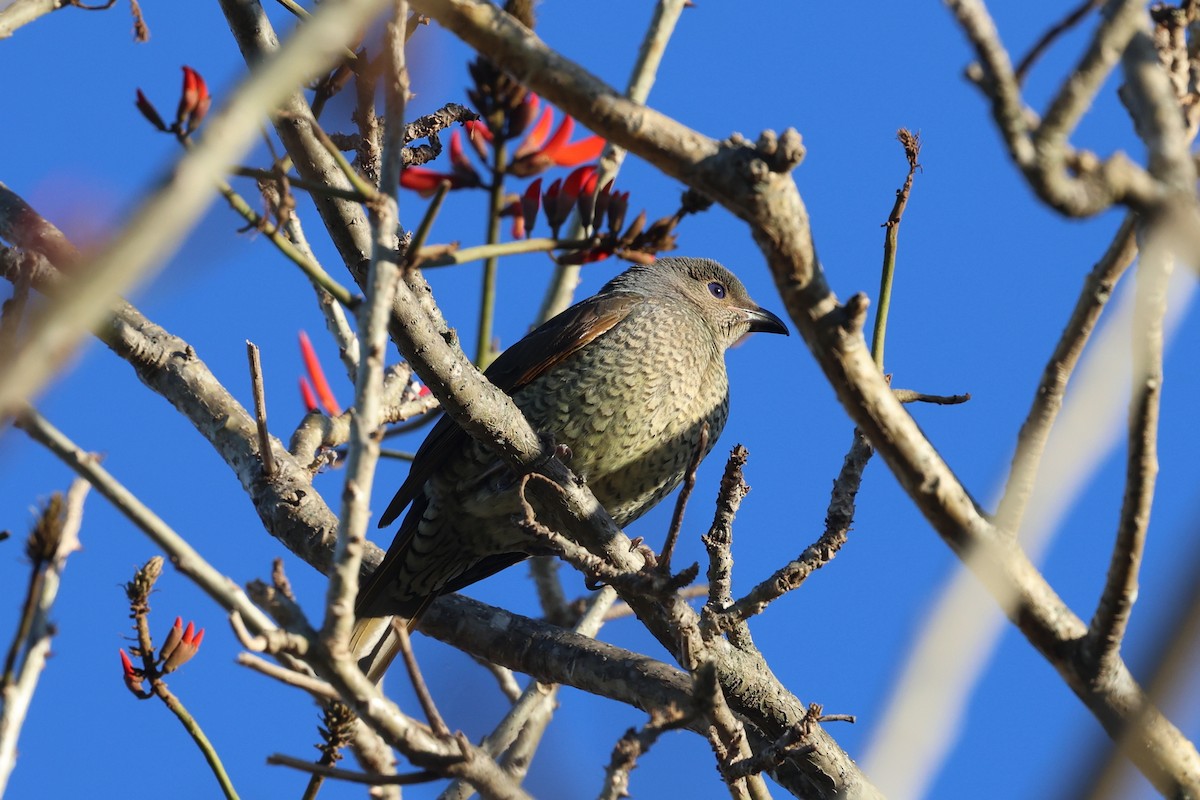 Satin Bowerbird - ML638251332