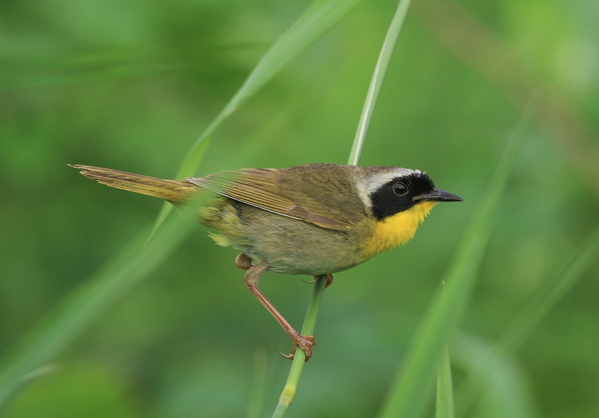Common Yellowthroat - ML638251375
