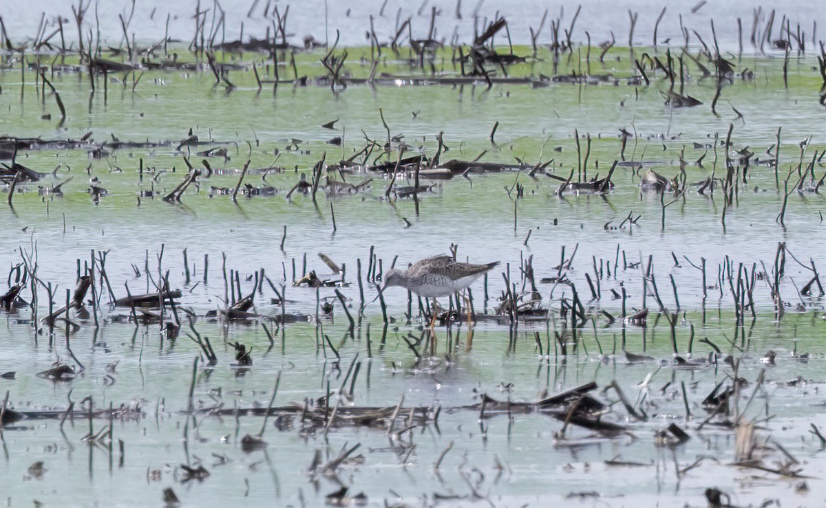 Lesser Yellowlegs - ML638251377