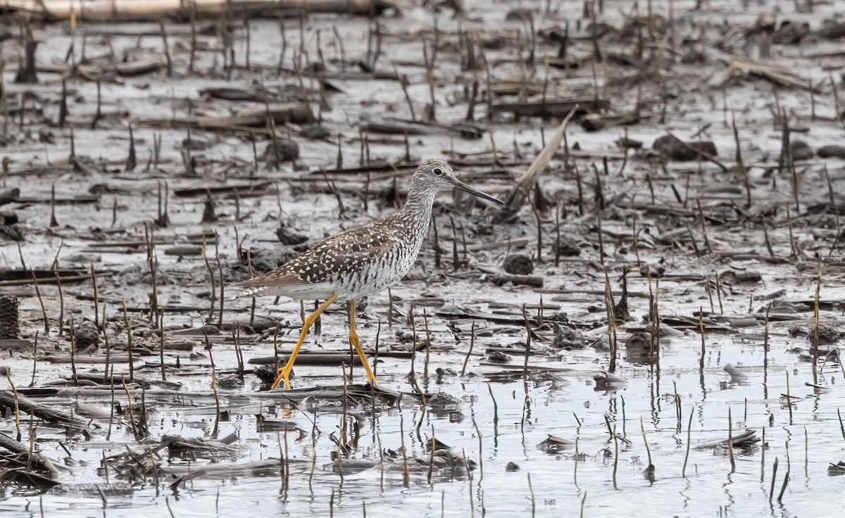 Greater Yellowlegs - ML638251394