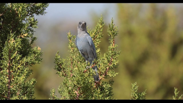 Сойка блакитна - ML638251410