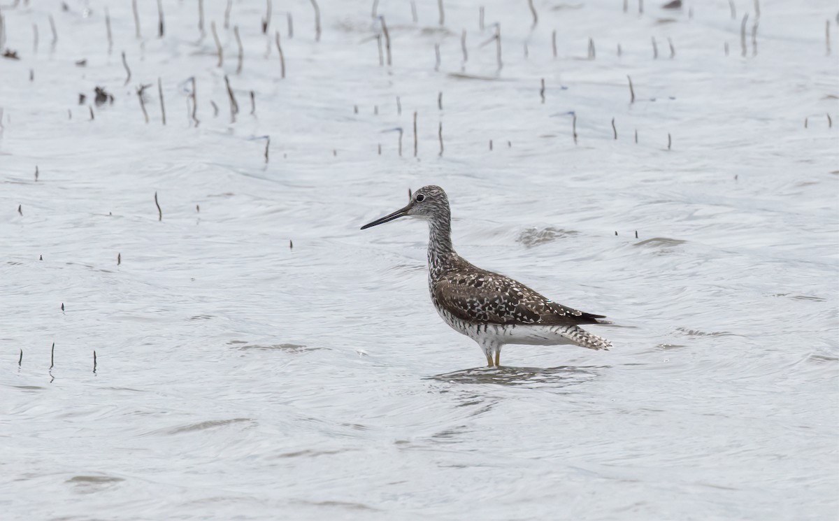 Greater Yellowlegs - ML638251414