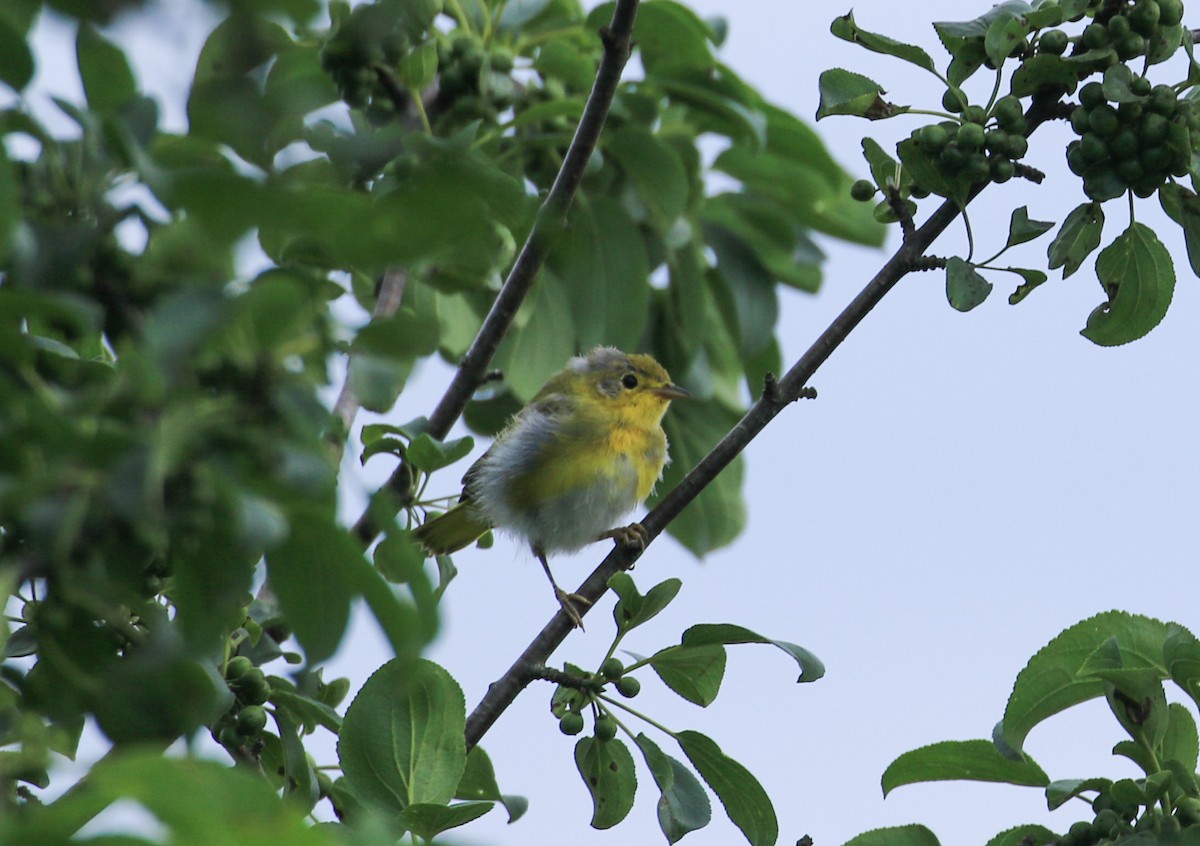 Yellow Warbler - ML638251430