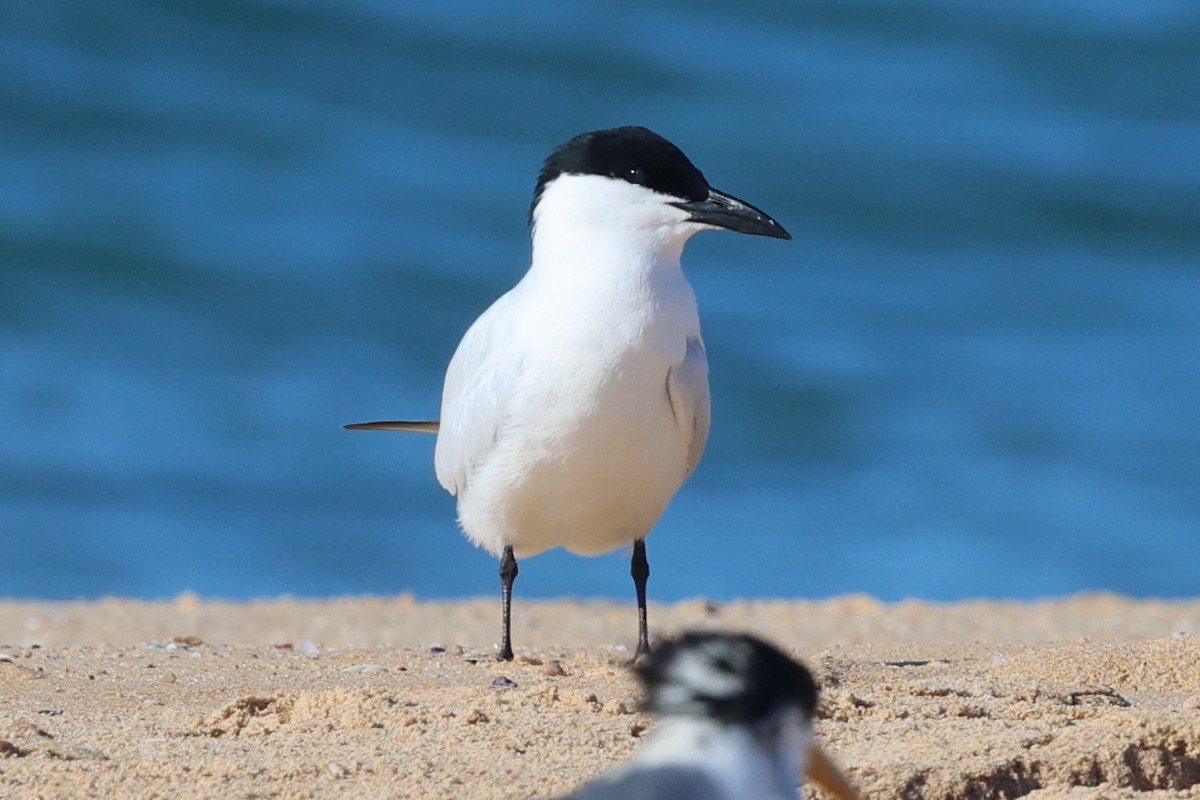 Australian Tern - ML638251432