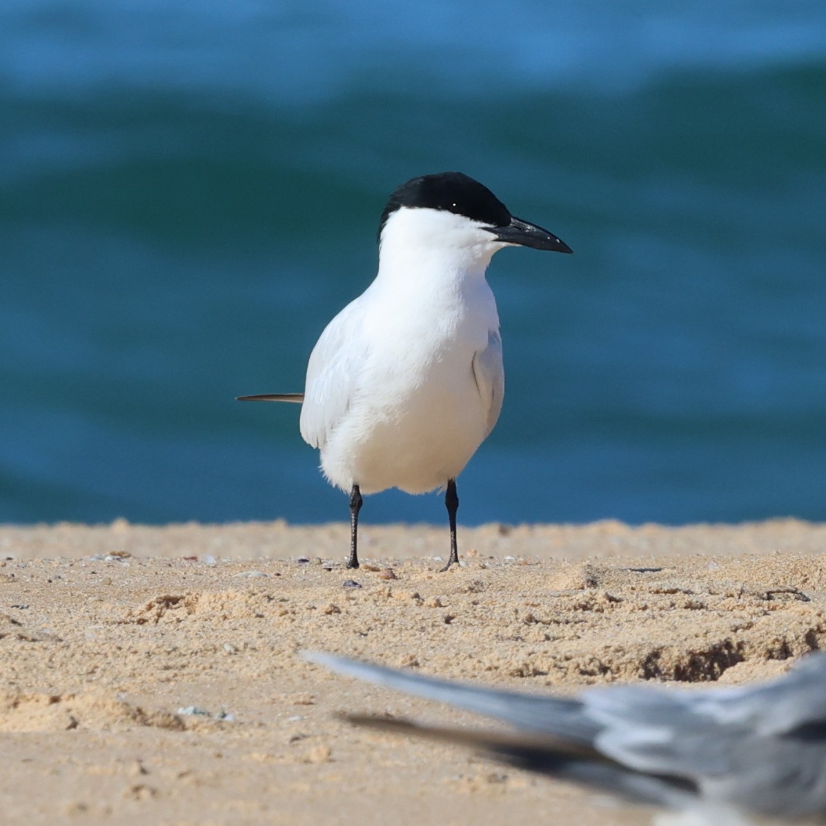 Australian Tern - ML638251433
