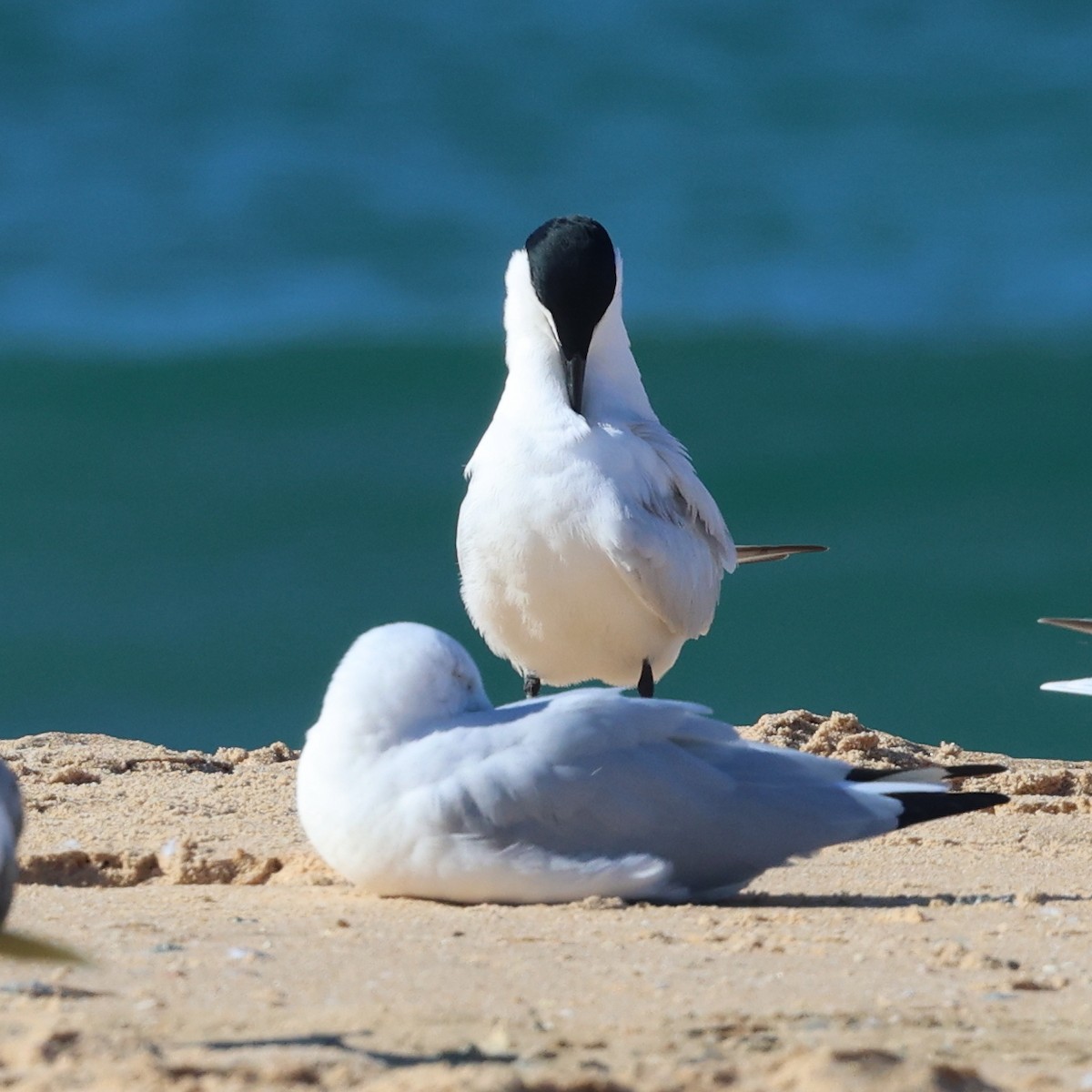 Australian Tern - ML638251434
