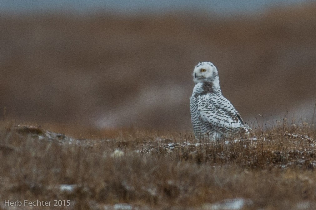 Snowy Owl - ML638251442