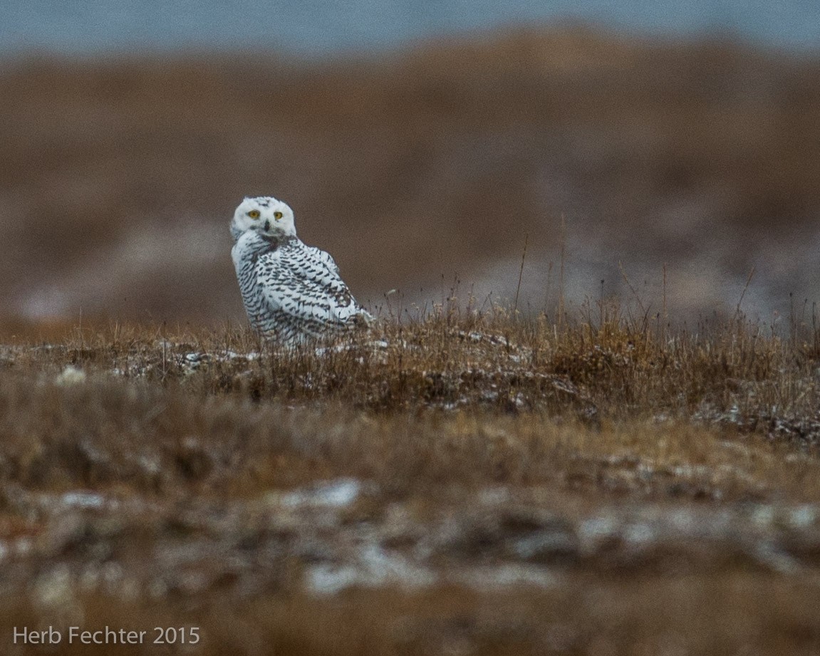 Snowy Owl - ML638251443