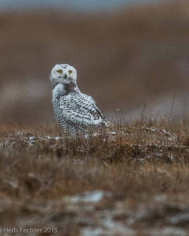 Snowy Owl - ML638251444