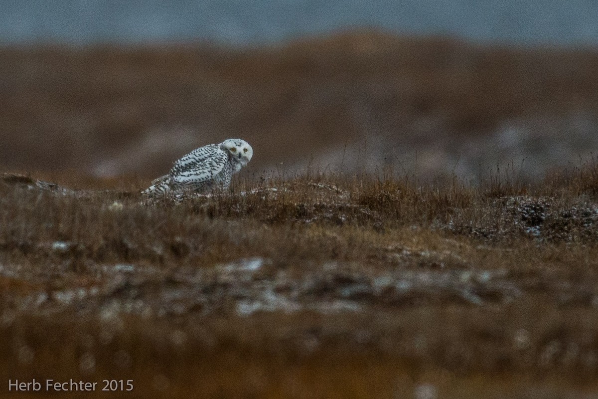 Snowy Owl - ML638251445