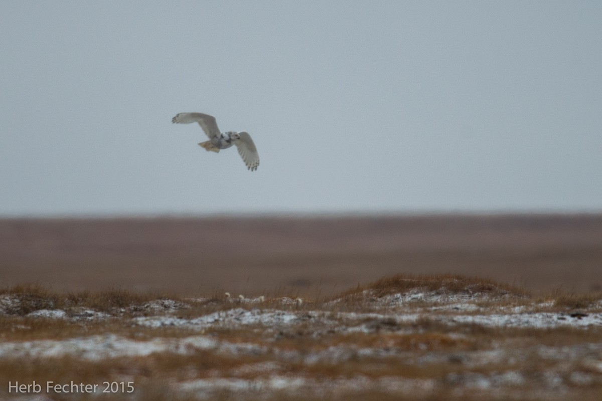 Snowy Owl - ML638251446