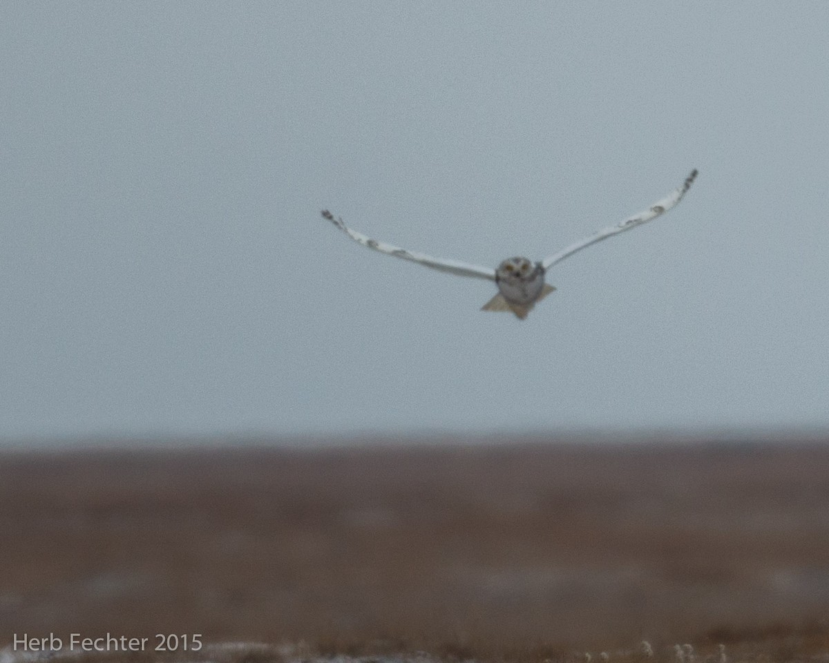 Snowy Owl - ML638251449