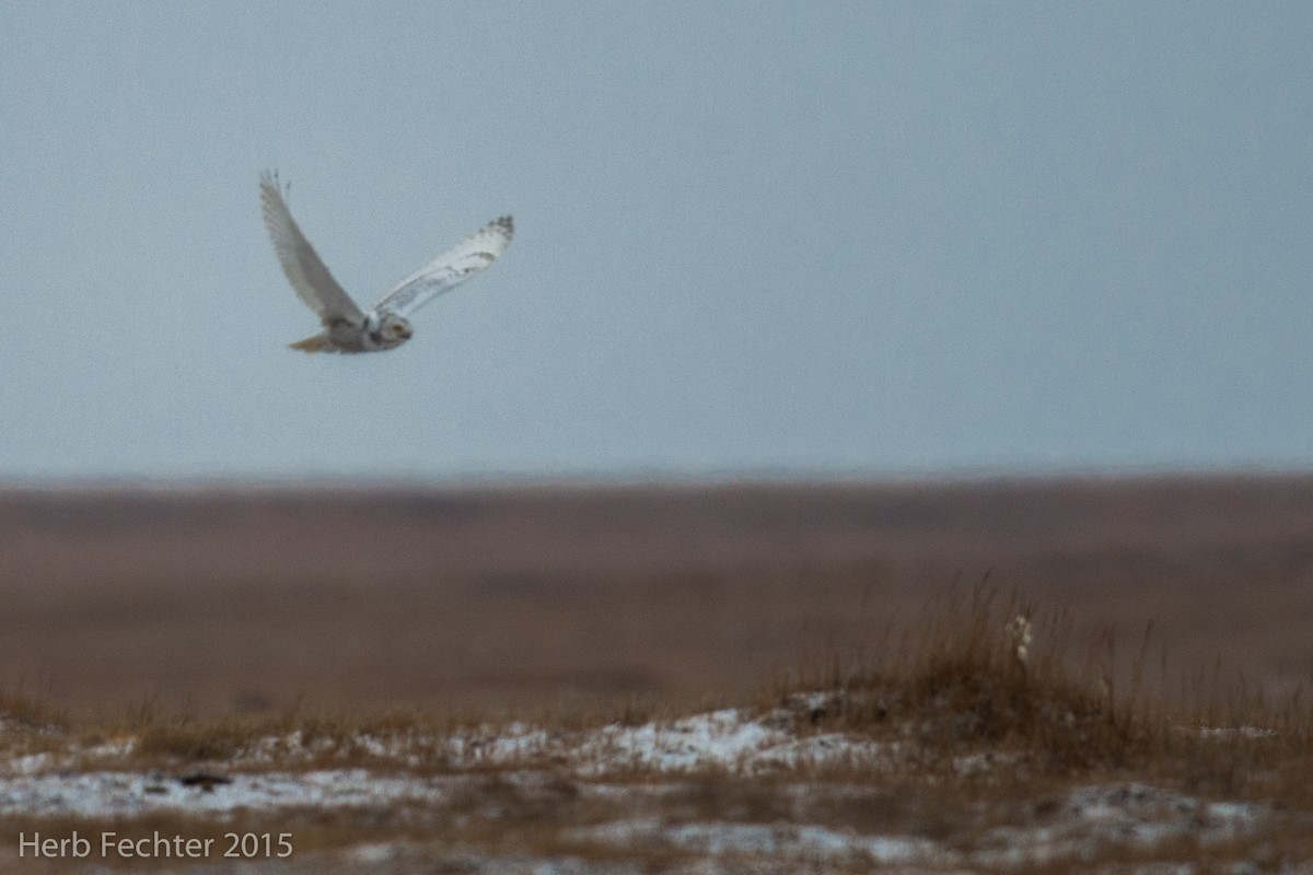 Snowy Owl - ML638251450