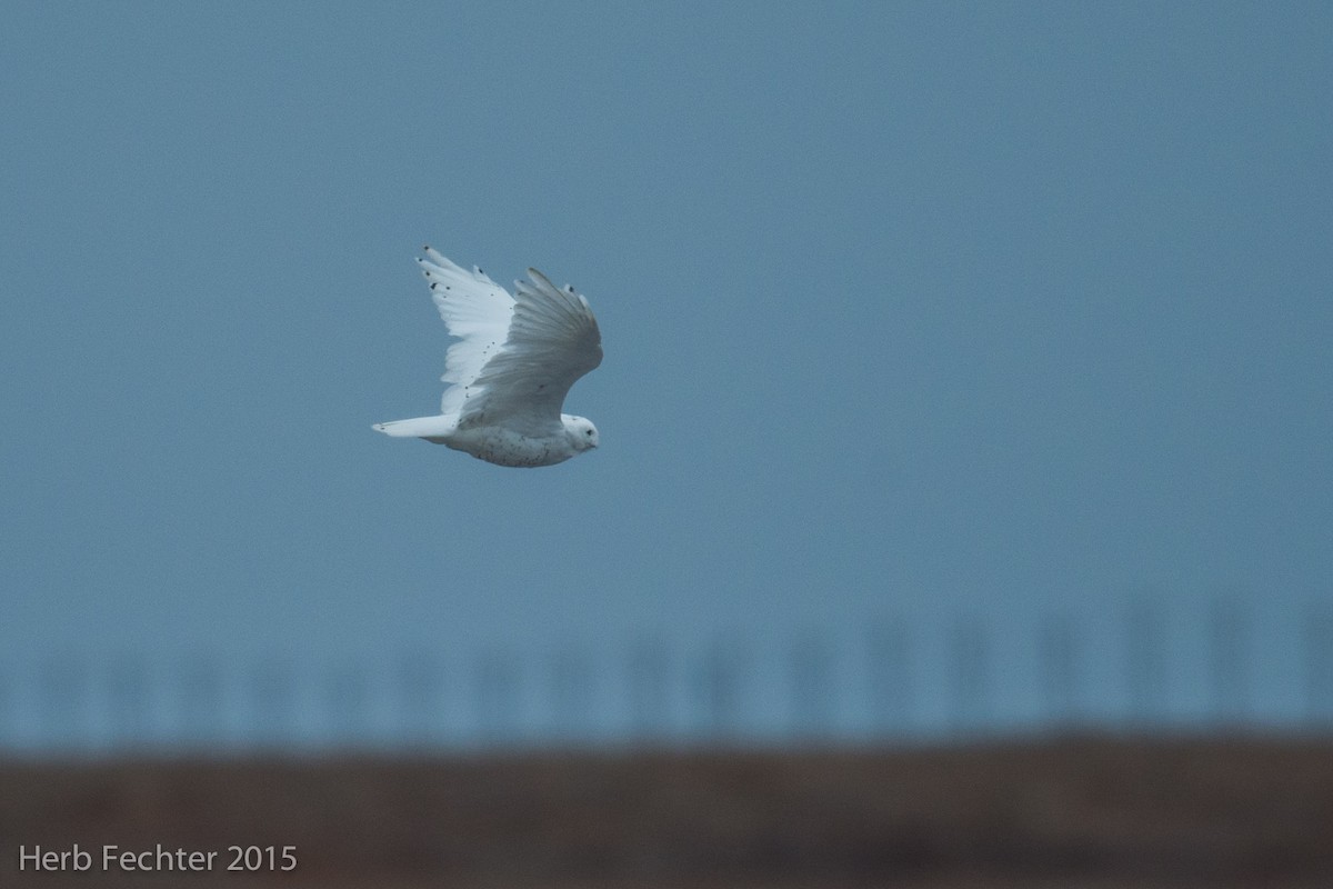 Snowy Owl - ML638251451