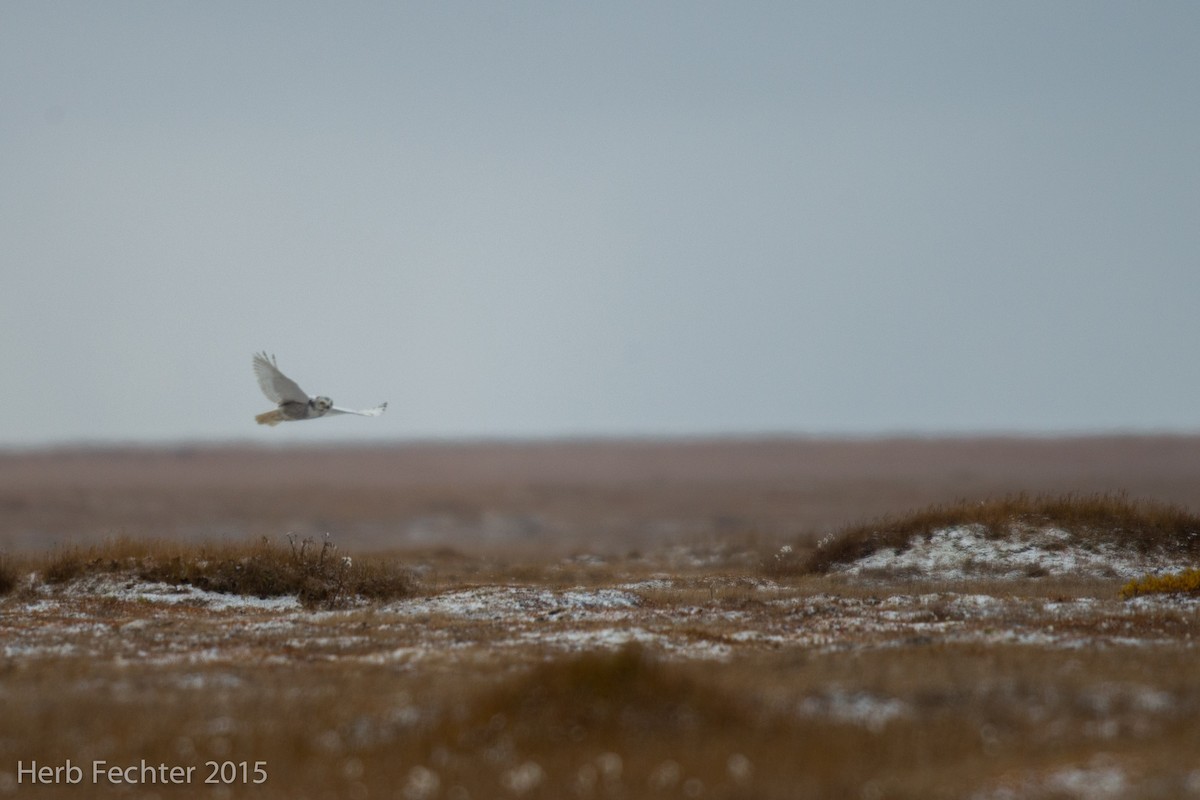 Snowy Owl - ML638251452