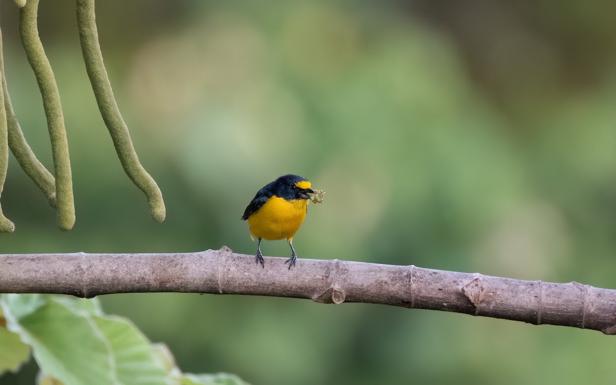 Yellow-throated Euphonia - ML638251462