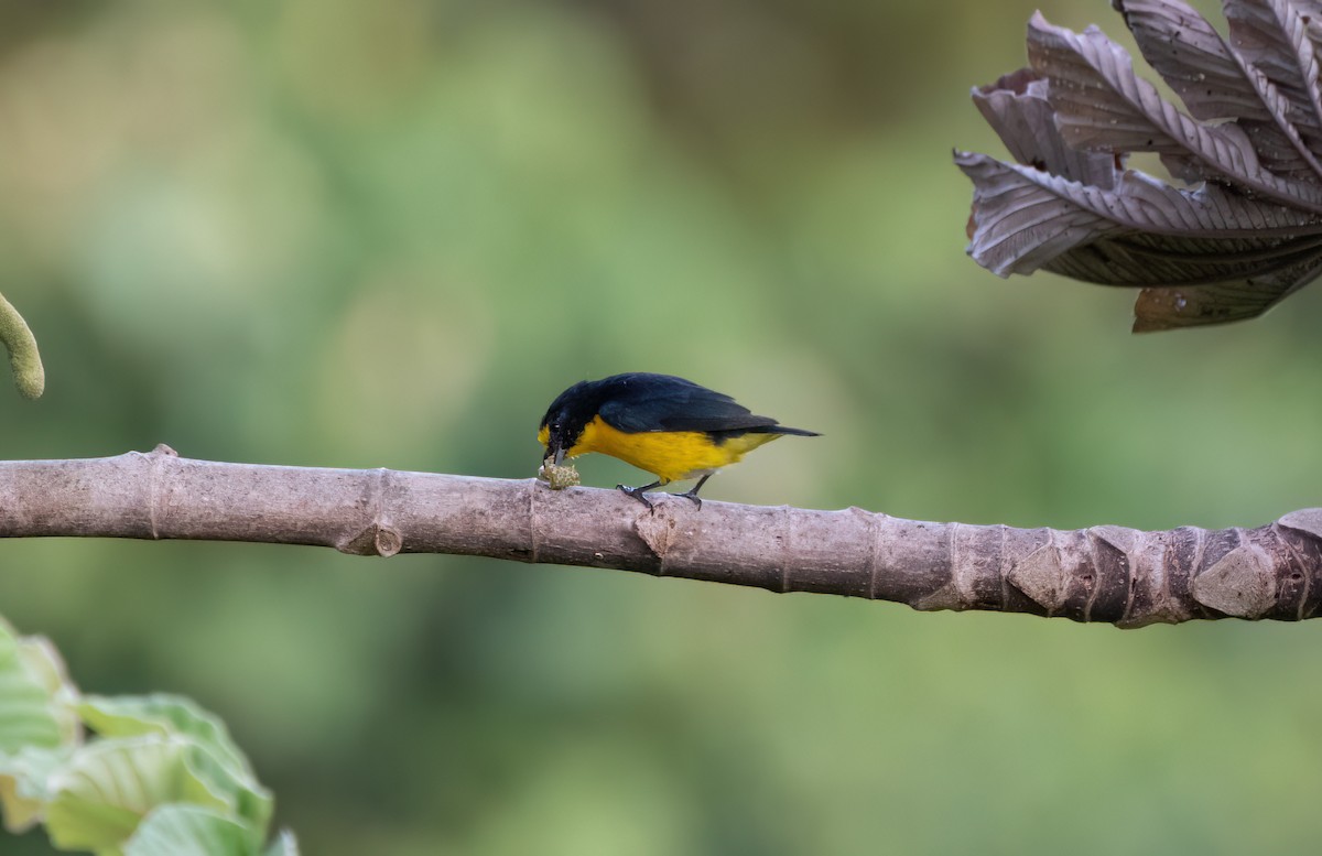 Yellow-throated Euphonia - ML638251463