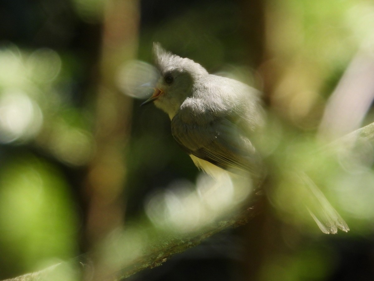 Tufted Titmouse - ML638251514
