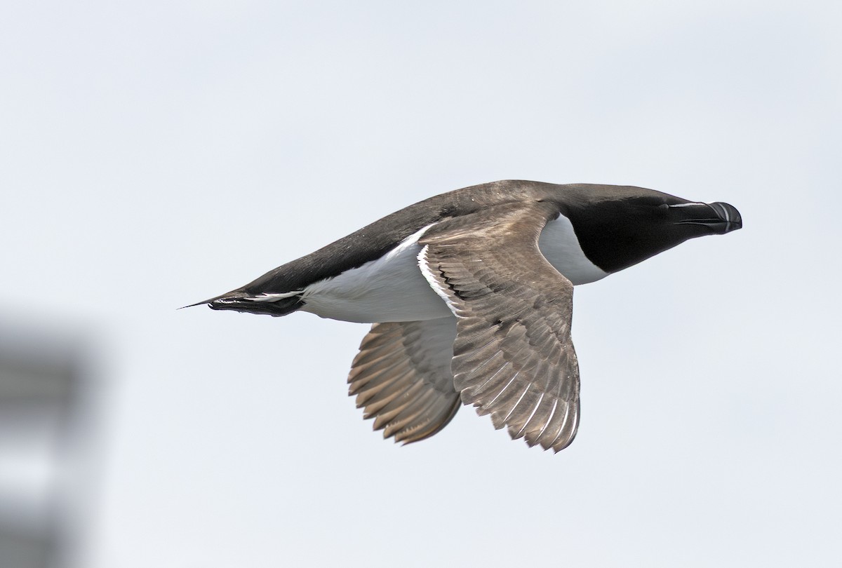 Razorbill - ML638251515