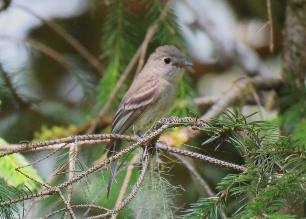 Hammond's Flycatcher - ML638251517