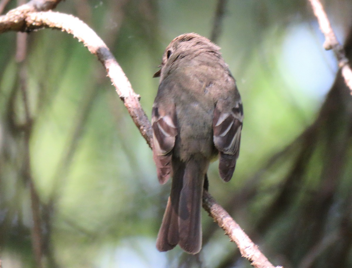 Hammond's Flycatcher - ML638251518
