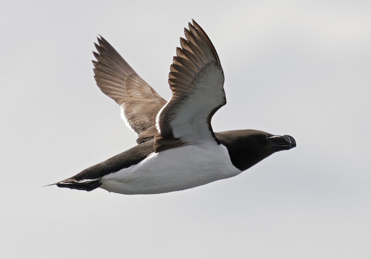 Razorbill - ML638251519