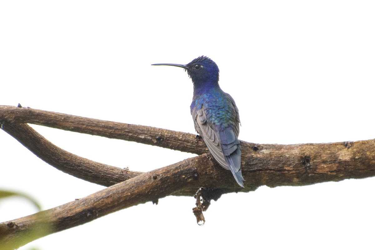 Swallow-tailed Hummingbird - ML638251520