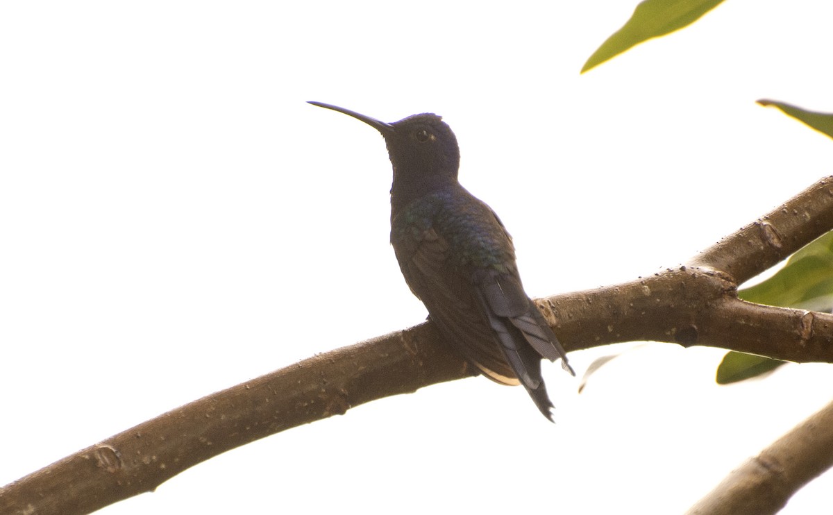 Swallow-tailed Hummingbird - ML638251521