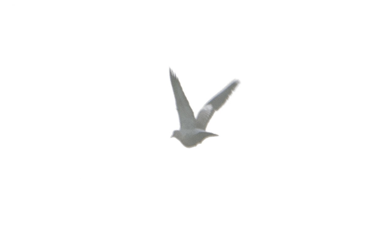 Picazuro Pigeon - ML638251527